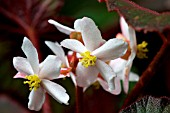 BEGONIA REX BETTINA ROTHSCHILD