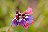 PULMONARIA AFFINIS