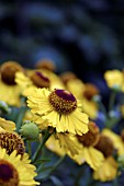 HELENIUM.