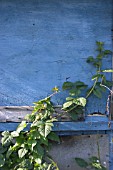 BRAMBLES,  BLACKBERRY,  RUBUS FRUTICOSA ON THE SIDE OF BLUE SHED