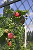 RASPBERRY IN FRUIT CAGE