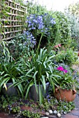 AGAPANTHUS IN CONTAINERS