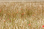 CORN FIELD AND COMMON POPPIES