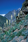 EREMURUS HIMALAICUS,   WITH MOUNTAIN SCENERY