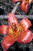 BOMBAX CEIBA CLOSE UP OF RED FLOWER.