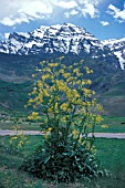 FERULA JAESCHKEANA,  TAKEN IN KASHMIR