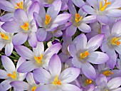 CROCUS TOMMASINIANUS, CROCUS