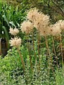 ALLIUM GLOBEMASTER, SEEDHEADS