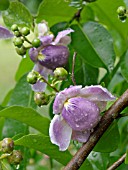 LECYTHIS APICULATA, MONKEY POD TREE