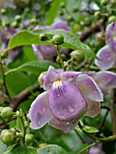 LECYTHIS APICULATA, MONKEY POD TREE