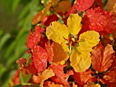 BAUHINIA KOCKIANA