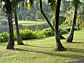 COCOS NUCIFERA, COCONUT TREE, SINGAPORE BOTANIC GARDENS