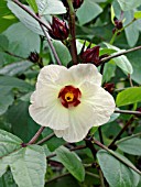 HIBISCUS SABDARIFFA, (ROSELLE)