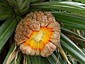 PANDANUS, SCREW PINE
