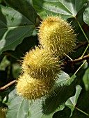 BIXA ORELLANA, ANNATTO