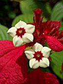 MUSSAENDA ERYTHROPHYLLA