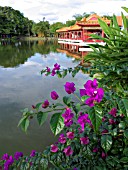 BOUGAINVILLEA, CHINESE GARDEN, SINGAPORE