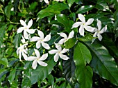 TRACHELOSPERMUM JASMINOIDES