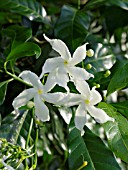 TRACHELOSPERMUM JASMINOIDES