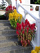 CELOSIA ARGENTEA VAR. PLUMOSA,  CHINESE GARDEN, SINGAPORE