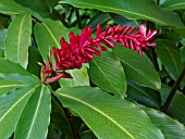 ALPINIA PURPURATA, RED GINGER