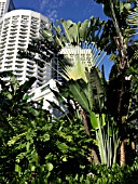 RAVENALA MADAGASCARIENSIS, TRAVELLERS TREE, SINGAPORE