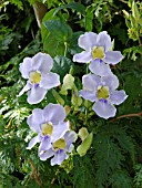 THUNBERGIA GRANDIFLORA, BLUE TRUMPET VINE