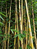 BAMBUSA VULGARIS, BAMBOO