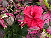 HIBISCUS ROSA-SINENSIS