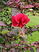 HIBISCUS ROSA-SINENSIS