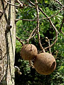 COUROUPITA GUIANENSIS, CANNONBALL TREE