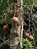 COUROUPITA GUIANENSIS, CANNONBALL TREE