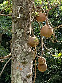 COUROUPITA GUIANENSIS, CANNONBALL TREE