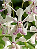 VANDA LUZONIACA X VANDA LAMELLATA, ORCHID