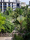 RAVENALA MADAGASCARIENSIS, FORT CANNING PARK, SINGAPORE