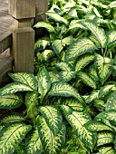 DIEFFENBACHIA