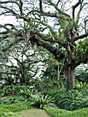 ALBIZIA SAMAN, RAIN TREE, ASPLENIUM NIDUS, BIRDS NEST FERN, FORT CANNING PARK, SINGAPORE