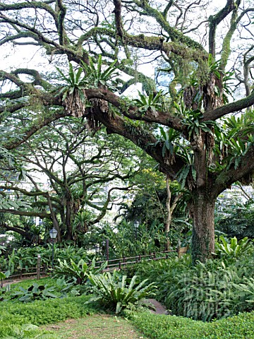 ALBIZIA_SAMAN_RAIN_TREE_ASPLENIUM_NIDUS_BIRDS_NEST_FERN_FORT_CANNING_PARK_SINGAPORE