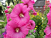 ALCEA ROSEA, HOLLYHOCK