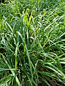 CYMBOPOGON NARDUS, CITRONELLA GRASS