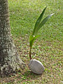 COCOS NUCIFERA, COCONUT TREE