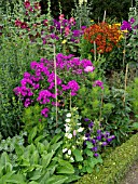 CAMPANULA, PHLOX, HELENIUM, AND ALCEA IN MIXED BORDER