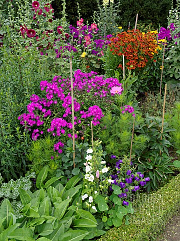 CAMPANULA_PHLOX_HELENIUM_AND_ALCEA_IN_MIXED_BORDER