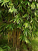 BAMBUSA VULGARIS, BAMBOO