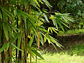 BAMBUSA VULGARIS VITTATA, BAMBOO