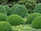 BUXUS SEMPERVIRENS, COMMON BOXWOOD, PACHYSANDRA TERMINALIS, JAPANESE SPURGE