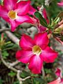 ADENIUM OBESUM, DESERT ROSE