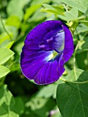 CLITORIA TERNATA, BUTTERFLY PEA