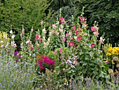 ALCEA ROSEA, (HOLLYHOCK)