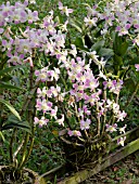 DENDROBIUM TOH PINK